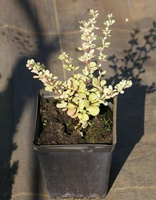 Berberys Thunberga Kelleris Berberis Thunbergii 1l