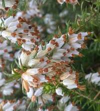 Wrzosiec wiosenny Snow Queen Erica carnea 9