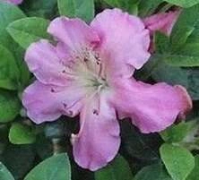 Azalia japońska Betty Mur Azalea japonicum 1l