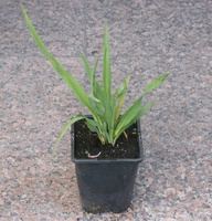 Juka srebrzysta Yucca glauca 