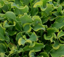 Funkia Shadowland Wheee! Hosta 1l