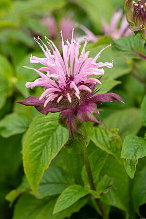 Pysznogłówka Beauty of Cobham Monarda 9