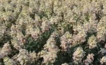 Hortensja bukietowa Confetti Hydrangea paniculata 1l