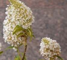 Budleja Dawida White Profusion Buddleja Davidii 2l