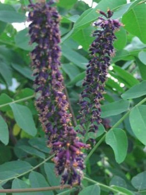 Indygowiec Zwyczajny Amorfa Krzewiasta Amorpha Fruticosa1l