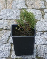 Żywotnik zachodni Waterfield Thuja occidentalis 1l