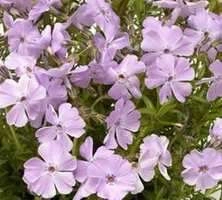 Floks szydlasty Phloxtrot Pink Phlox Subulata