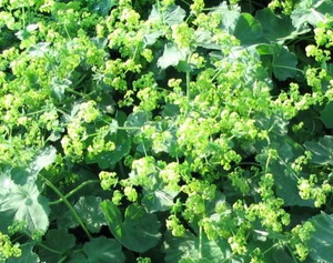 Przywrotnik ostroklapowy Auslese Alchemilla mollis 9