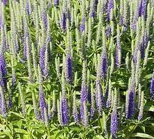 Przetacznik Kłosowy Royal Candles Veronica Spicata 9