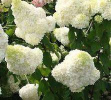 Hortensja bukietowa Magical Moonlight Hydrangea paniculata