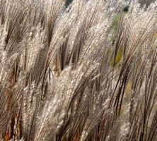 Miskant Chiński Little Silver Miscanthus Sinensis 1l