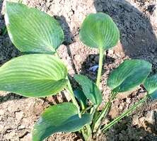 Funkia True Blue Hosta 1-2l