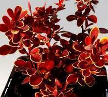 Berberys Thunberga Red Hot Chili Berberis Thunbergii 1l