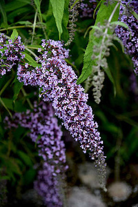 Budleja Dawida Wisteria Lane Buddleja Davidii 1l