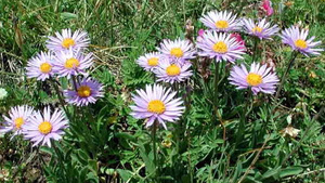 Aster alpejski  Aster alpinus 9