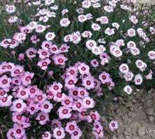 Goździk alpejski Alwodii Dianthus alpinus