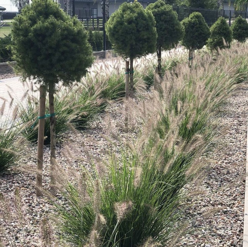 Rozplenica japońska Hamelen Pennisetum Alopecuroides 9