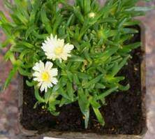 Delosperma Jewel of Desert Moon Stone Delosperma 9