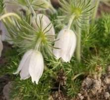 Sasanka Alba Anemone Pulsatilla