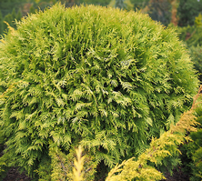 Żywotnik Zachodni Globosa Aurea Thuja Occidentalis 1l