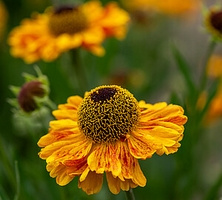 Dzielżan Carmen Helenium hybridum 1l