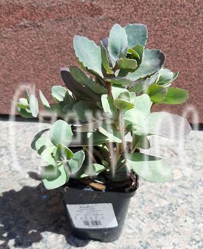 Rozchodnik SunSparkler® Dazzlebery Sedum 9