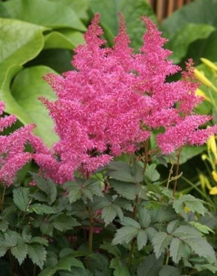 Tawułka Rhythm and Blues Astilbe arendsii 1l