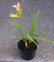 Liliowiec Double Entendre Hemerocallis 1-2l