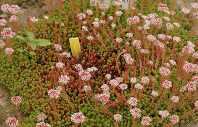 Rozchodnik angielski Sedum angelicum 9