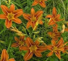 Liliowiec Rdzawy Hemerocallis fulva 2l