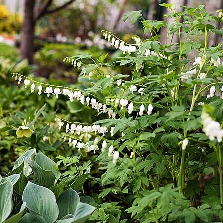 Serduszka Okazała Alba Dicentra Spectabilis 1l