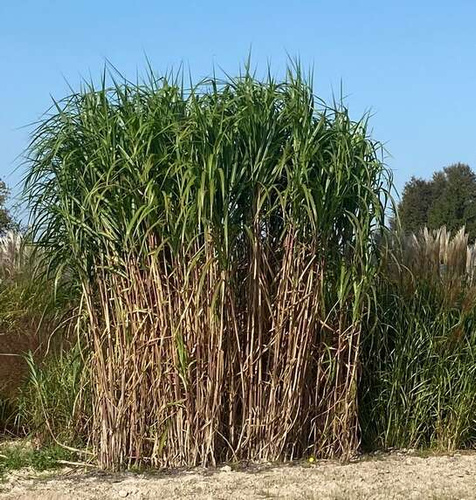 Miskant Olbrzymi Miscanthus Giganteus 1l