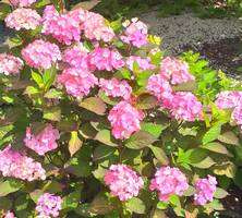 Hortensja mieszańcowa Preziosa Hydrangea 1l