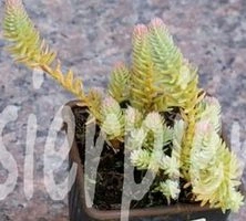 Rozchodnik ościsty Blue Spruce Sedum refleksum (rupestre) 9