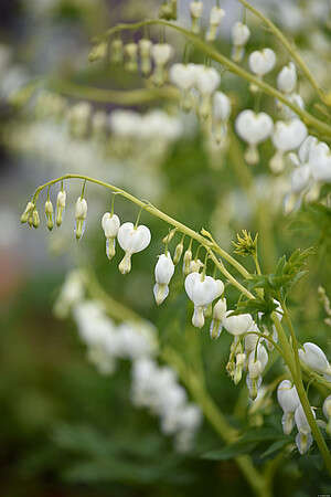 Serduszka Okazała Alba Dicentra Spectabilis 1l