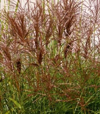 Miskant Chiński Red Chief Miscanthus Sinensis 1l