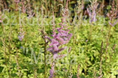 Tawułka chińska Astilbe chinensiss var. Pumila 9