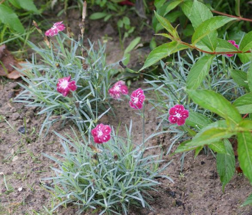 Goździk siny Spotty Dianthus gratianopolitanus 9