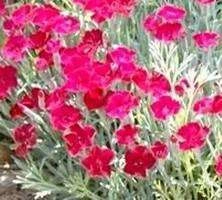 Goździk siny Rubin Dianthus gratian. 9