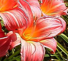 Liliowiec Pink Jeroen Hemerocallis hybrida1l