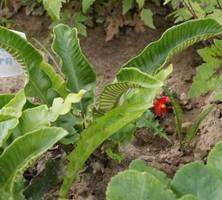 Języcznik zwyczajny Undulata Asplenium Scolopendrium 9