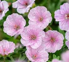 Bodziszek czerwony Apfelblute Geranium Sanguineum var. Striatum 1l