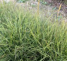 Miskant Chiński Cute One Miscanthus Sinensis 1l