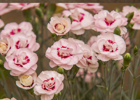 Goździk pierzasty Angel of Virtue Dianthus Plumarius 9