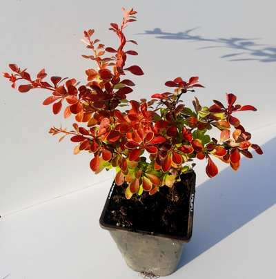 Berberys Thunberga Orange Fire Berberis Thunbergii 1l