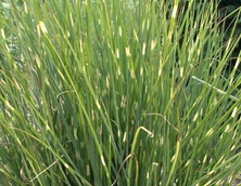 Miskant Chiński Pünktchen Miscanthus Sinensis1l