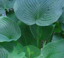 Funkia Jurassic Park Hosta 2l