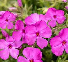 Floks szydlasty Drummond Pink Phlox subulata 9