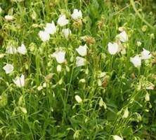 Dzwonek drobny White Campanula cochlearifolia 