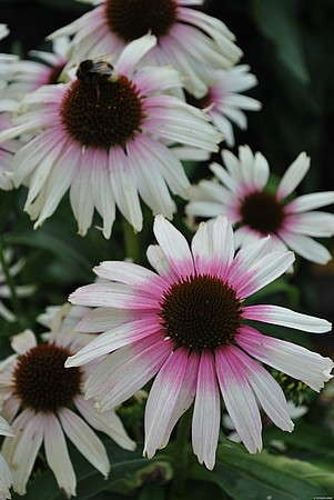 Jeżówka Fountain Pink Eye Echinacea 9